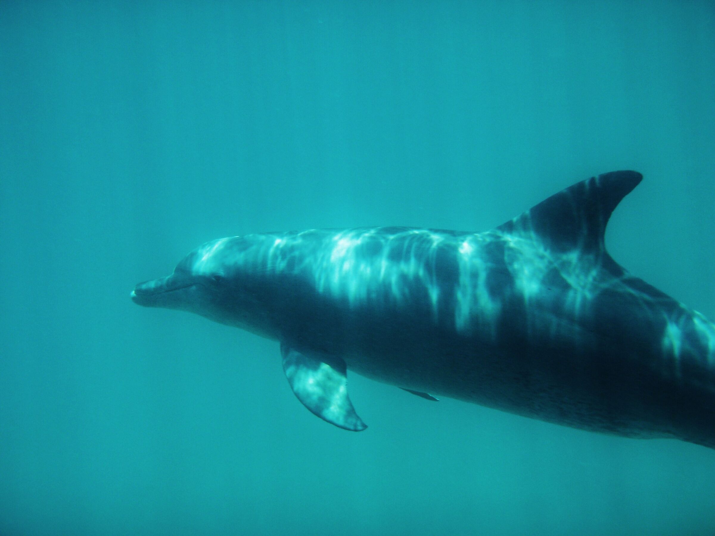 An Indo-Pacific bottlenose dolphin swimming underwater in clear blue-green water at Kisite-Mpunguti Marine Park, off Shimoni