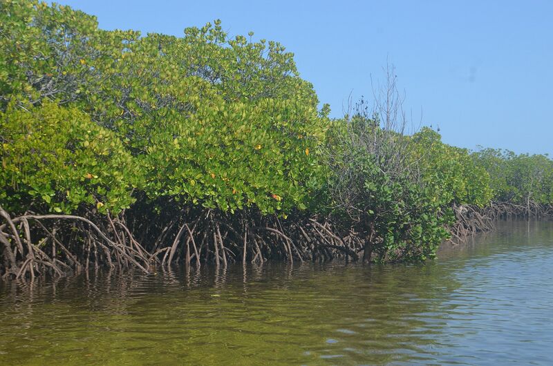 File:Land and Environment theme, Lamu mangroves.jpg