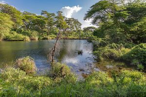 Water theme, Mzima Springs.jpg